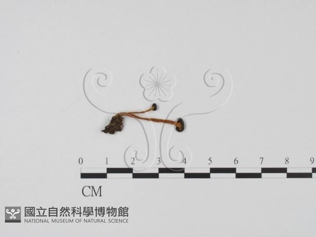 登錄號:F0003664藏品圖，第3張