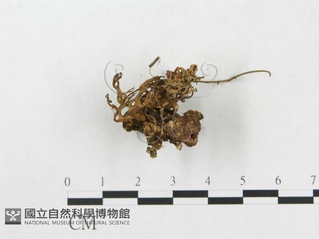登錄號:F0013664藏品圖，第3張
