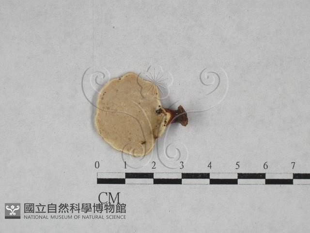 小孔菌屬藏品圖，第3張