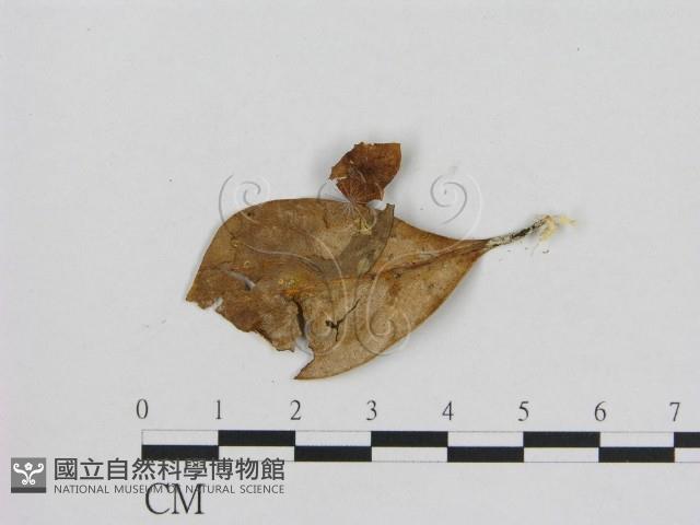 小菇屬藏品圖，第3張