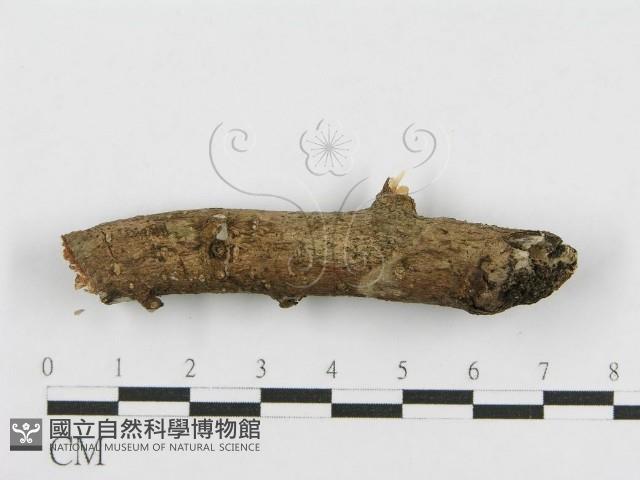 登錄號:F0010464藏品圖，第3張