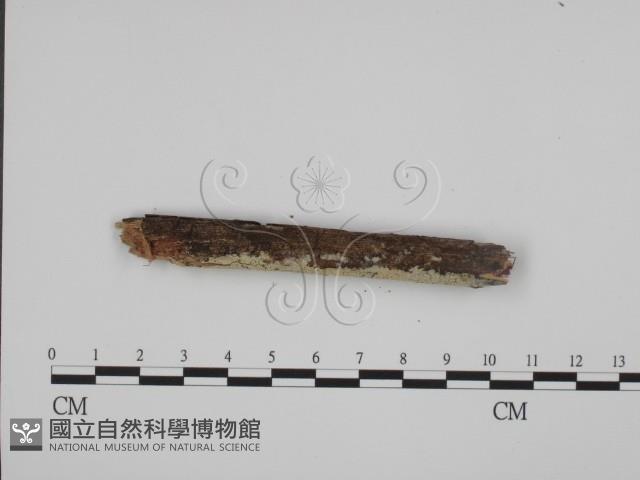 登錄號:F0001464藏品圖，第3張
