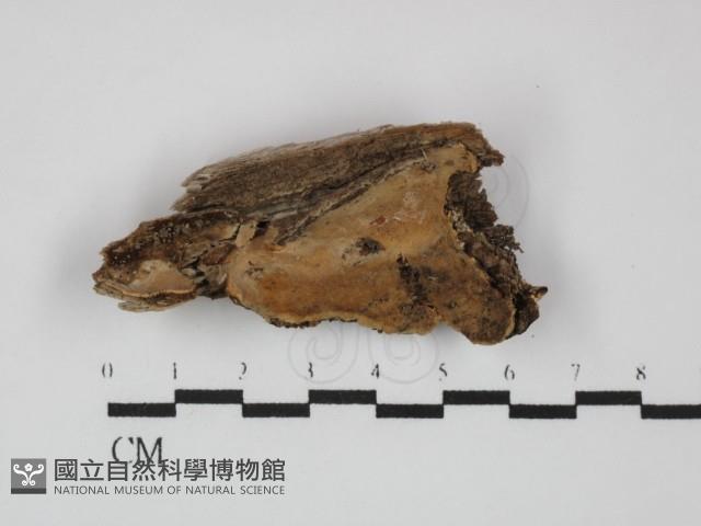 登錄號:F0031464藏品圖，第3張