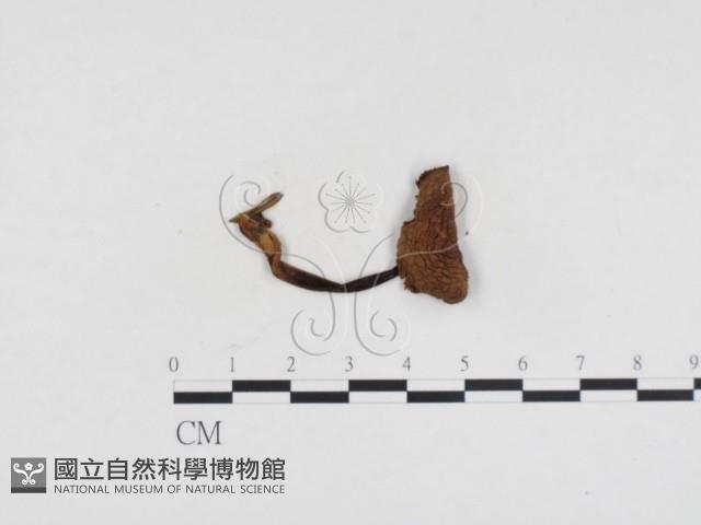 小菇屬藏品圖，第3張