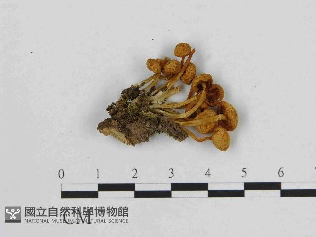 小菇屬藏品圖，第3張