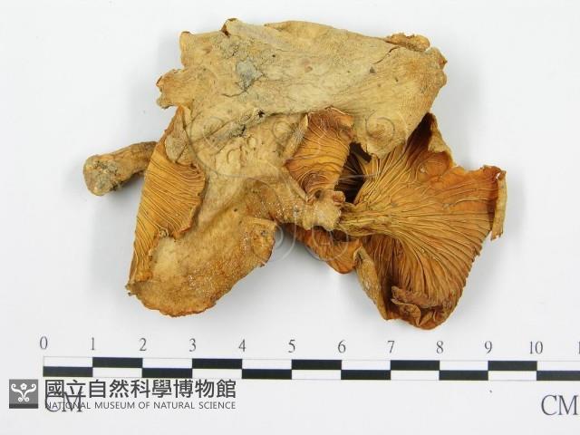 登錄號:F0012464藏品圖，第3張