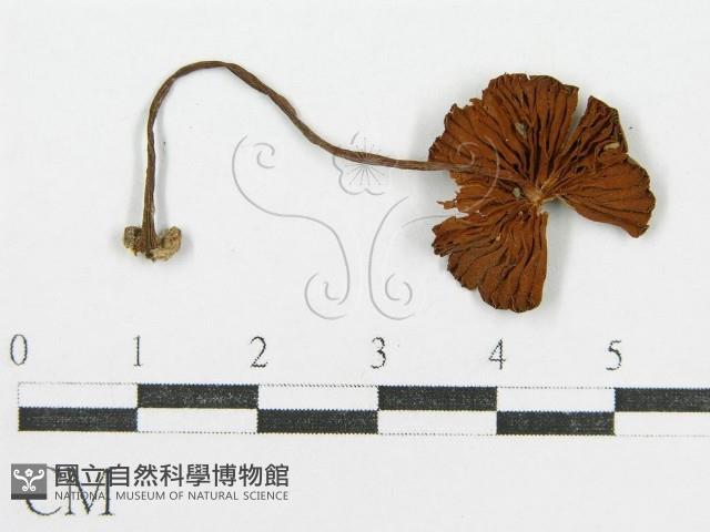 登錄號:F0007464藏品圖，第3張