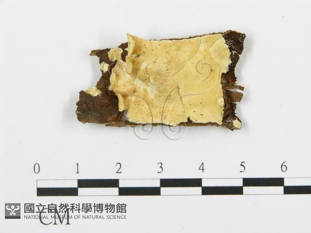 登錄號:F0017464藏品圖，第1張