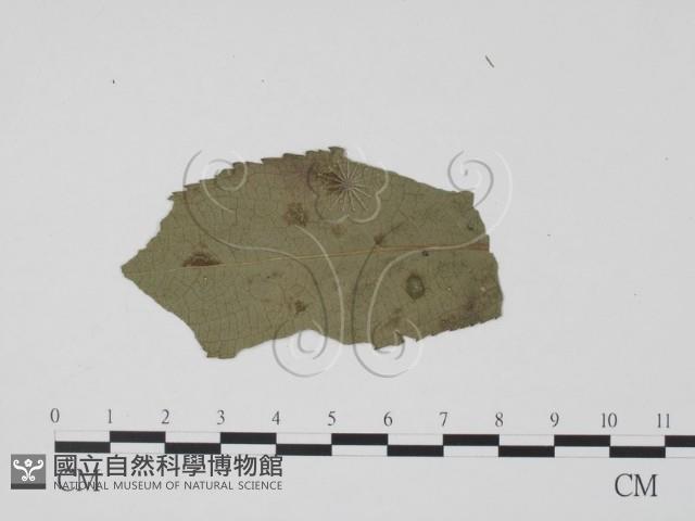登錄號:F0019464藏品圖，第3張