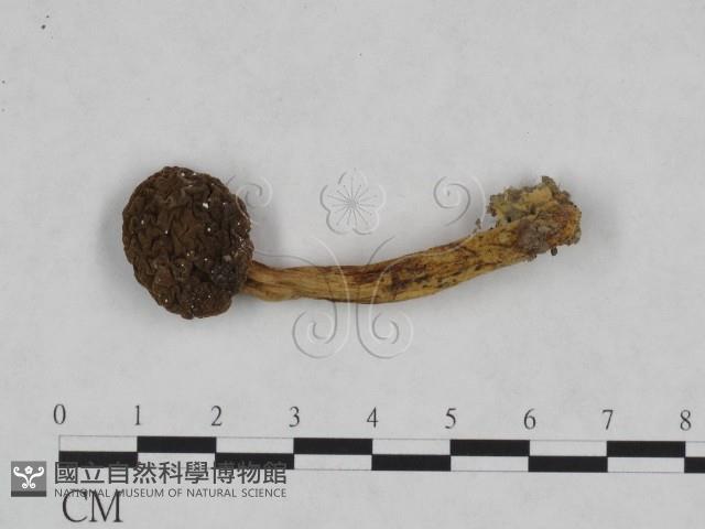 登錄號:F0023464藏品圖，第3張