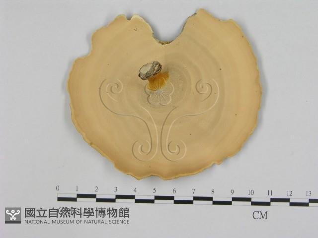 黄柄小孔菌藏品圖，第3張