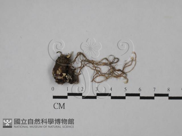 登錄號:F0020764藏品圖，第3張