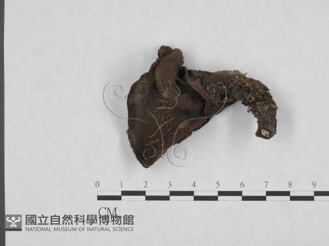 登錄號:F0000764藏品圖，第3張