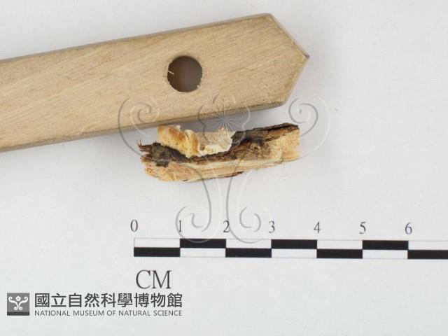 骨皮菌屬藏品圖，第3張