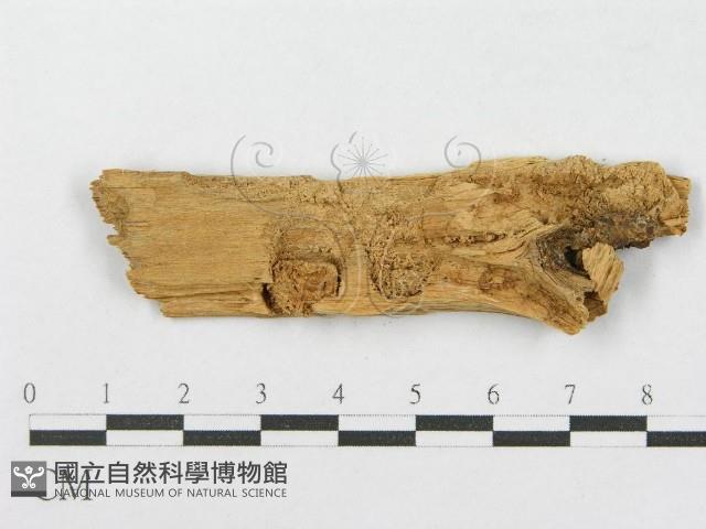 登錄號:F0016764藏品圖，第3張