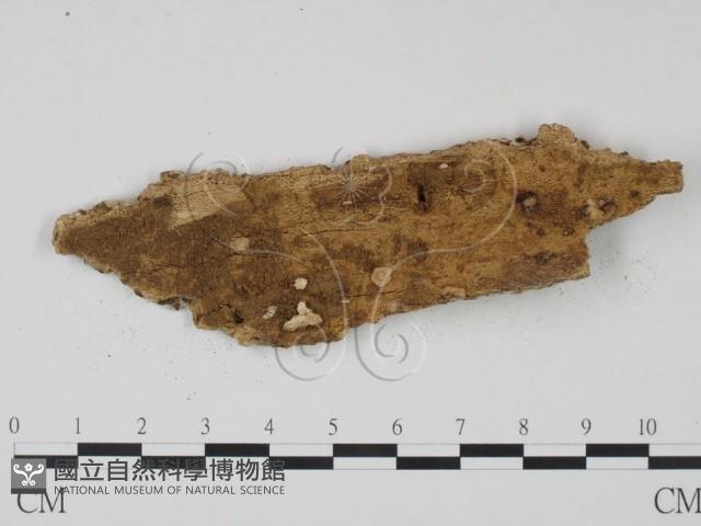 登錄號:F0021764藏品圖，第3張