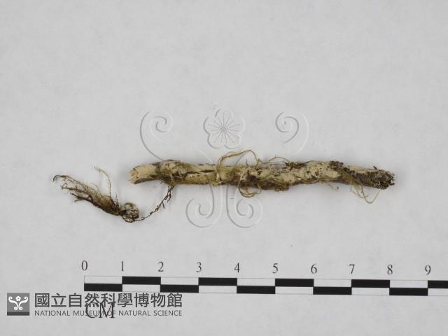 登錄號:F0024764藏品圖，第3張