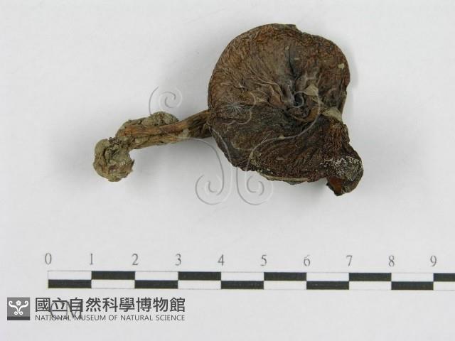 登錄號:F0004764藏品圖，第3張