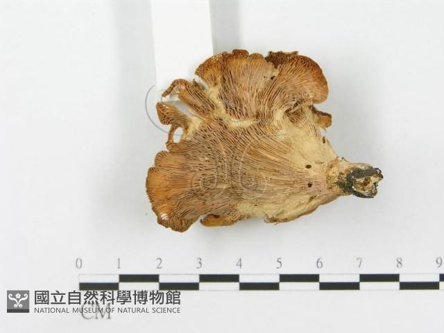 登錄號:F0014764藏品圖，第3張