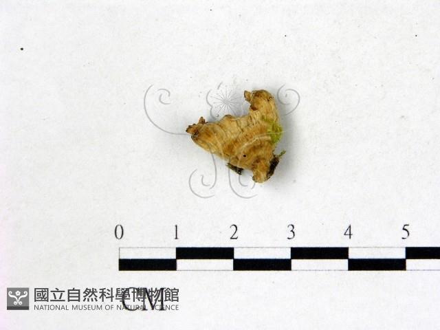 韌革菌屬藏品圖，第3張
