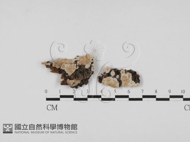 附毛菌屬藏品圖，第3張