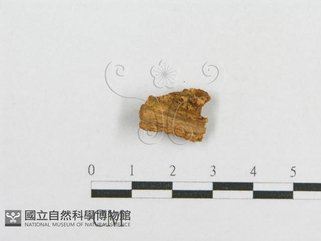 登錄號:F0017764藏品圖，第3張
