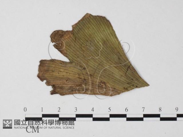 登錄號:F0025764藏品圖，第3張
