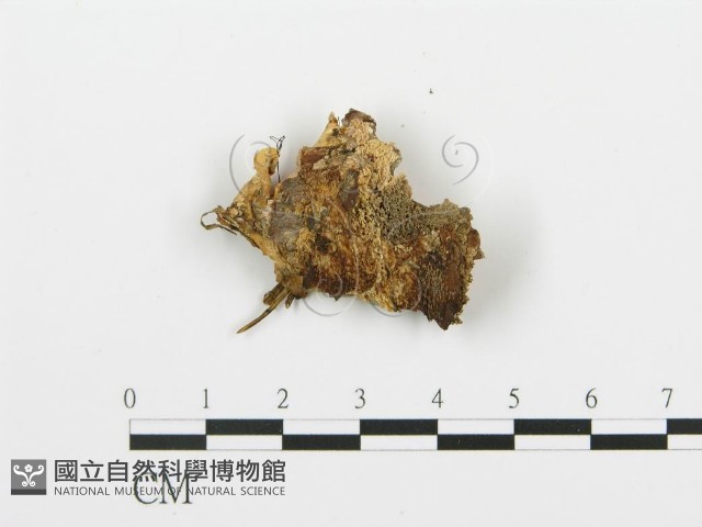 登錄號:F0005764藏品圖，第3張