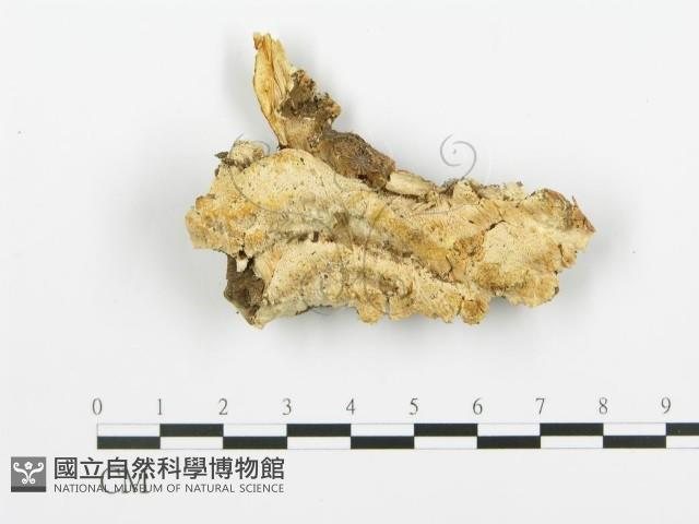 登錄號:F0019764藏品圖，第1張