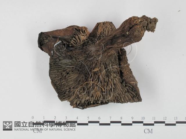登錄號:F0003764藏品圖，第3張