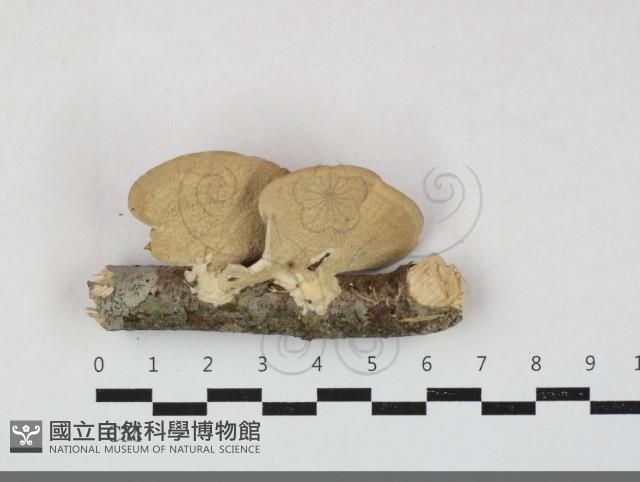 小孔菌屬藏品圖，第3張