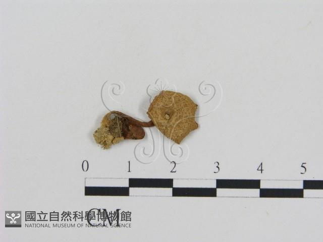 登錄號:F0008564藏品圖，第3張