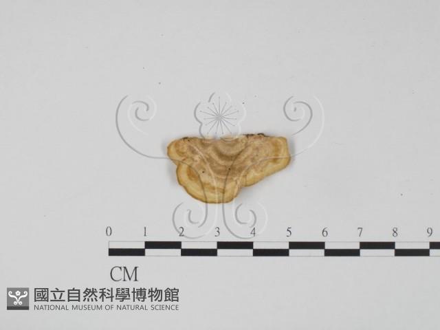 登錄號:F0010564藏品圖，第3張