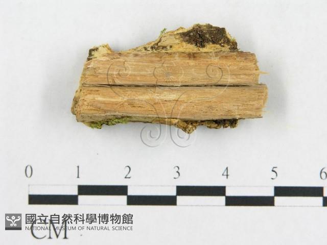 登錄號:F0006564藏品圖，第3張