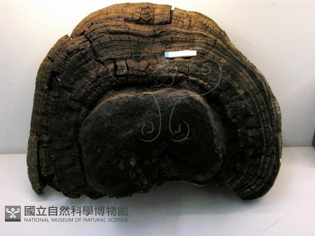 金邊纖孔菌藏品圖，第3張