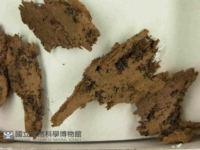 登錄號:F0021564藏品圖，第3張