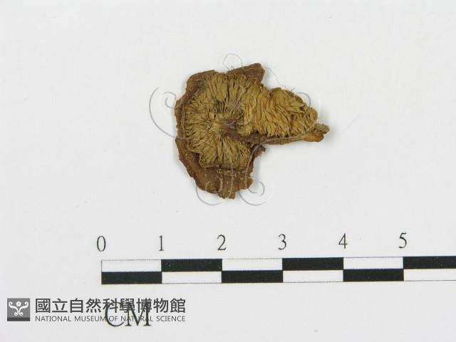 登錄號:F0011564藏品圖，第1張