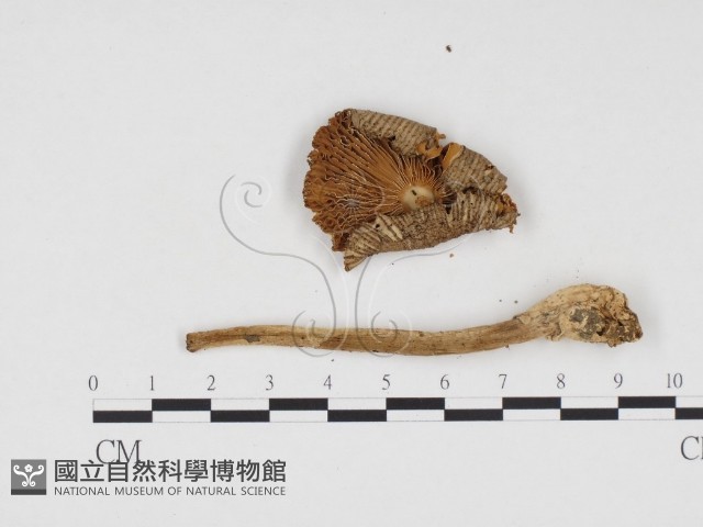 登錄號:F0024564藏品圖，第3張
