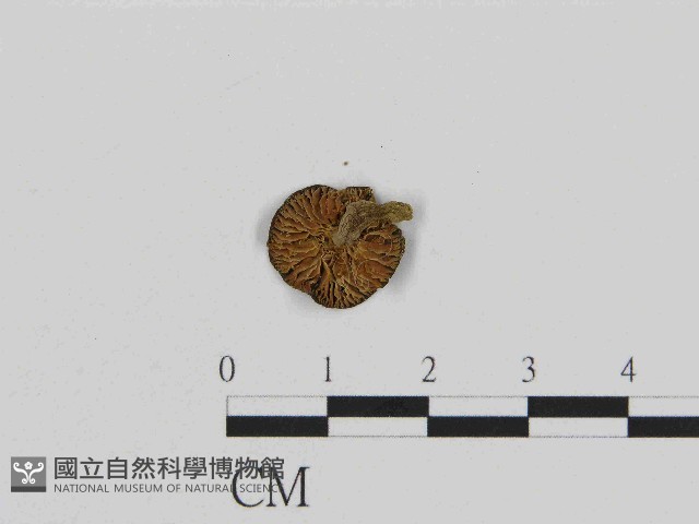 登錄號:F0014564藏品圖，第3張