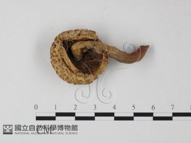 登錄號:F0012564藏品圖，第3張