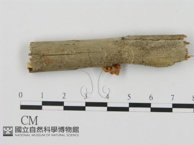 登錄號:F0007564藏品圖，第3張