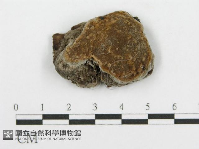 登錄號:F0017564藏品圖，第1張