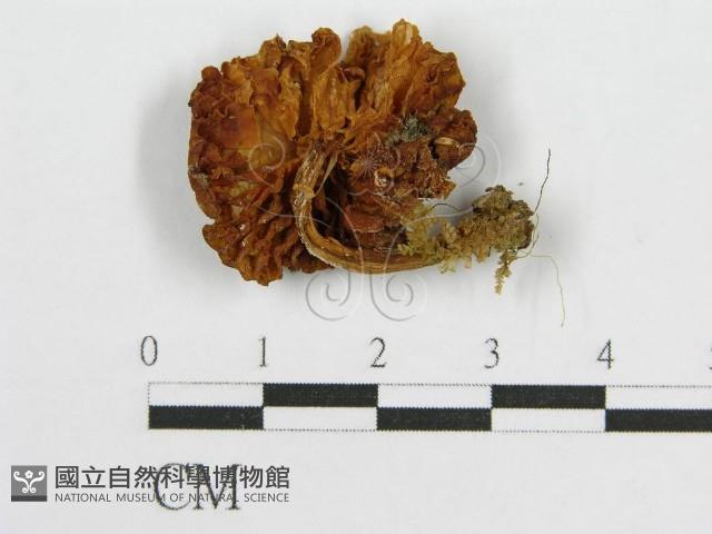 登錄號:F0005564藏品圖，第3張