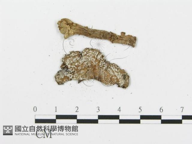 登錄號:F0015564藏品圖，第3張