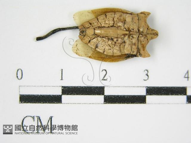 絲皮菌屬藏品圖，第3張