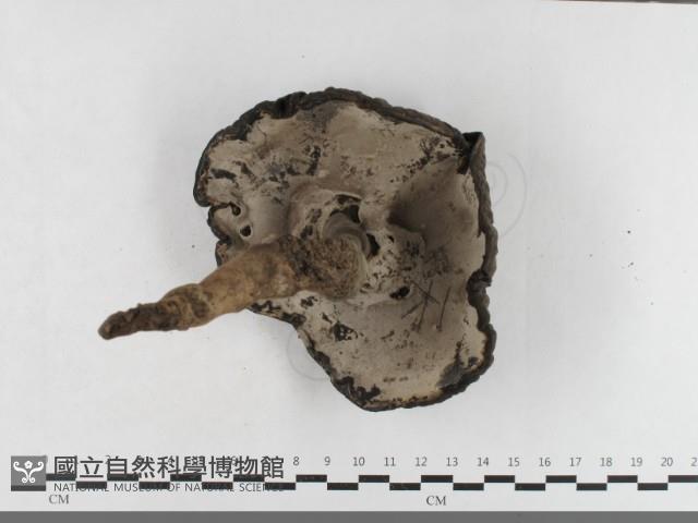 登錄號:F0033564藏品圖，第3張