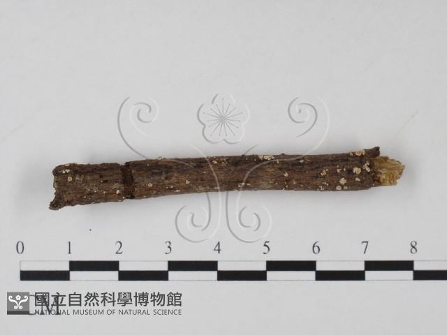 登錄號:F0010164藏品圖，第3張