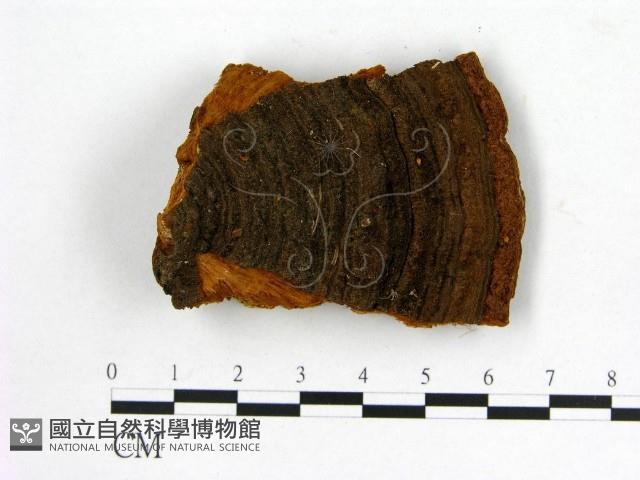 登錄號:F0006164藏品圖，第3張