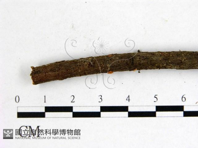 登錄號:F0001164藏品圖，第3張