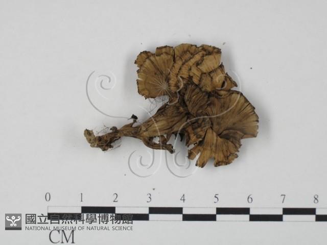 棕色革菌藏品圖，第3張